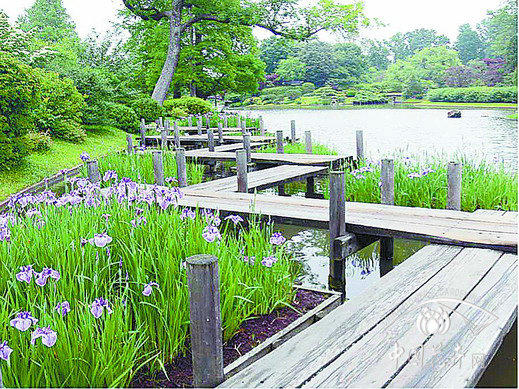 鳶尾 花卉應用 公園