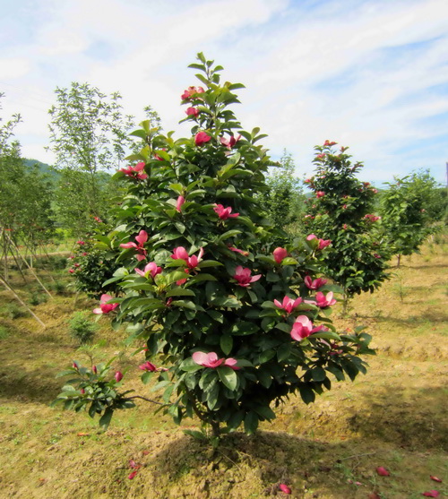 植物雜交 棕櫚園林 雜交木蘭花