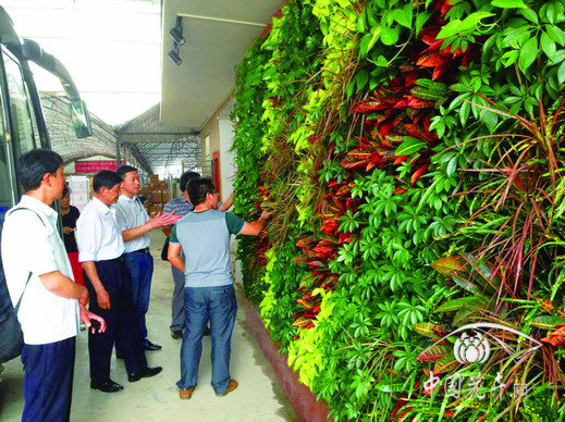 盆栽 花卉 綠化