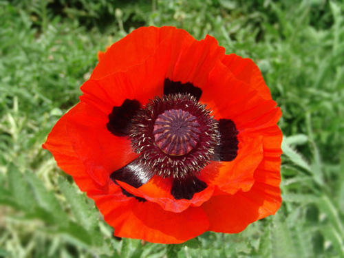 鬼罌粟 花卉 植物