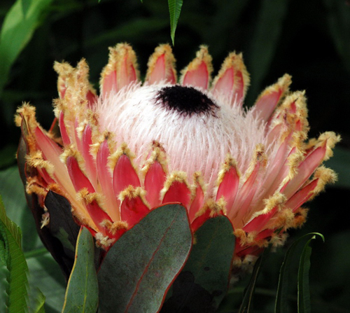 國(guó)王海神花