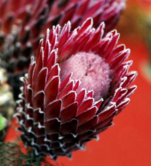 凱迪達(dá)王妃海神花