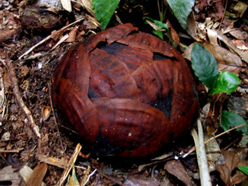 大王花 花卉 植物