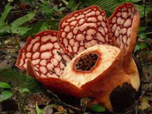 大王花 花卉 植物