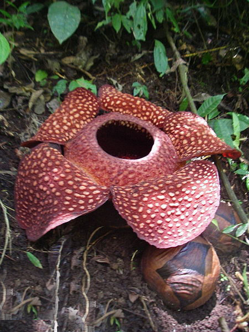 大王花 花卉 植物