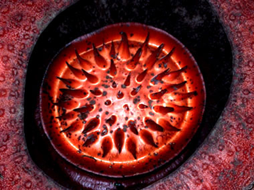 大王花 花卉 植物