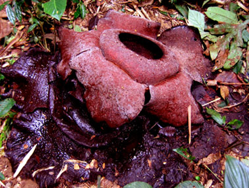 大王花 花卉 植物