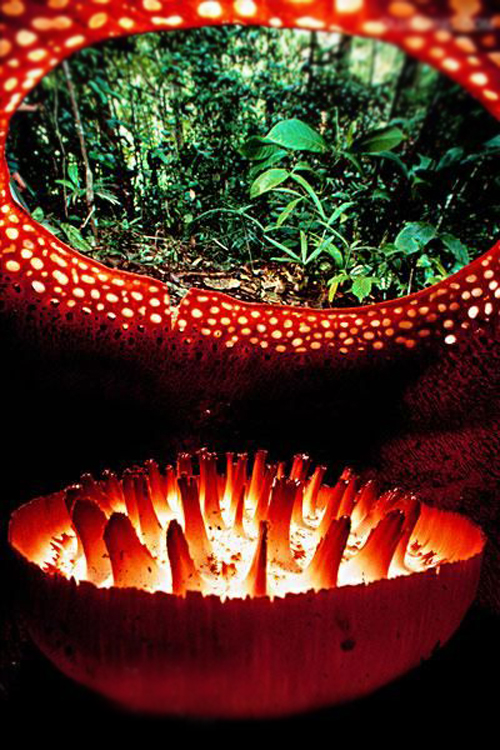 大王花 花卉 植物