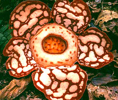 大王花 花卉 植物