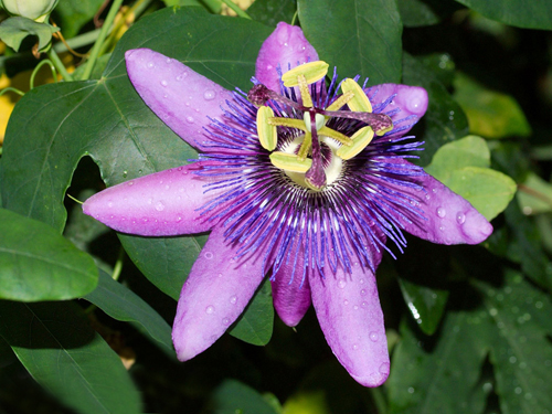 西番蓮 花卉 雞蛋果