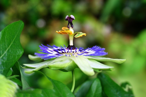 西番蓮 花卉 雞蛋果