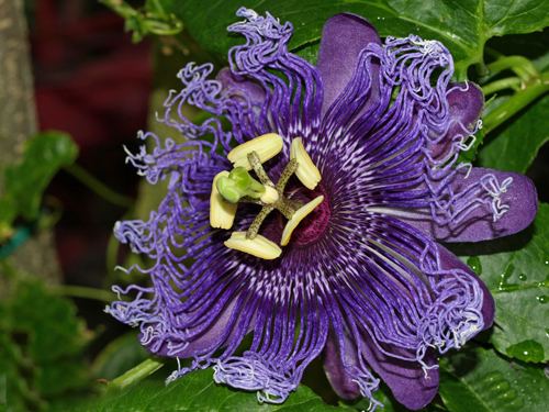 西番蓮 花卉 雞蛋果