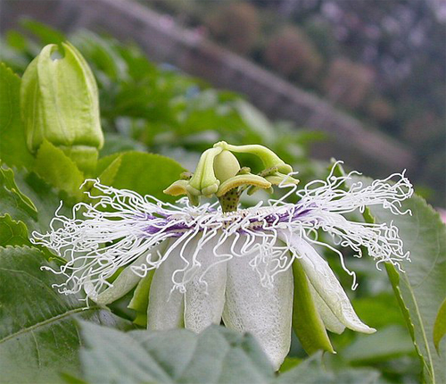 西番蓮 花卉 雞蛋果