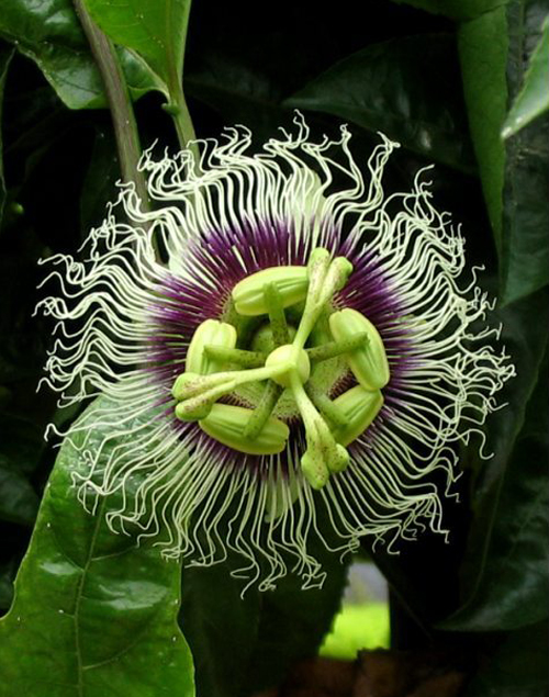 西番蓮 花卉 雞蛋果