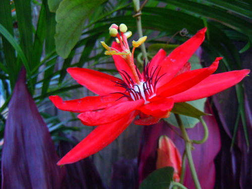 西番蓮 花卉 雞蛋果