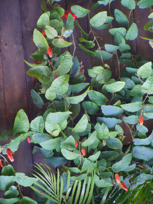 西番蓮 花卉 雞蛋果