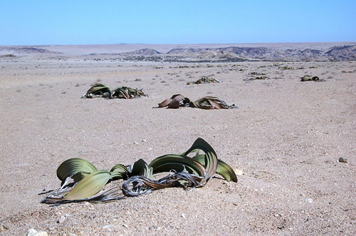 沙漠中的千歲蘭