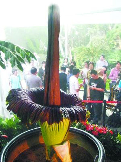 巨魔芋 花卉 蘇門答臘