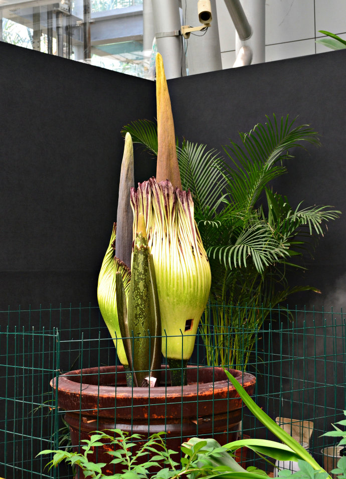 巨魔芋 花卉 蘇門答臘