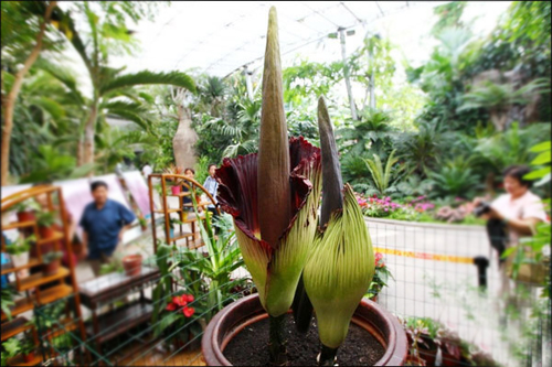 巨魔芋 花卉 蘇門答臘
