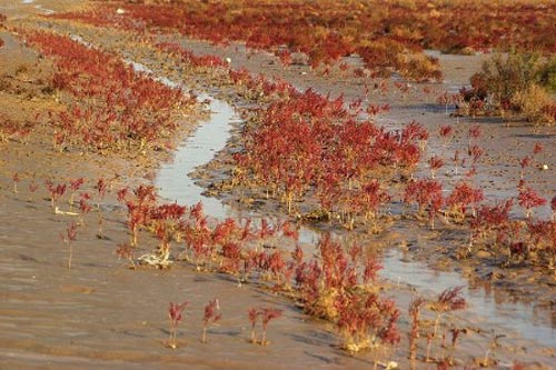 濕地 最美濕地 十大濕地 濕地景觀