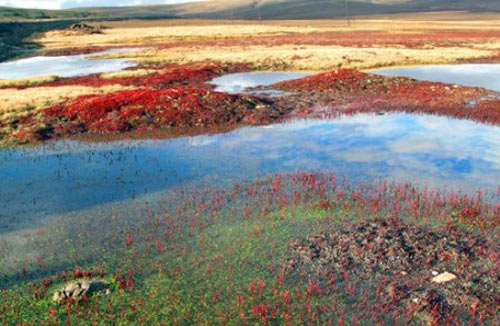 濕地 最美濕地 十大濕地 濕地景觀