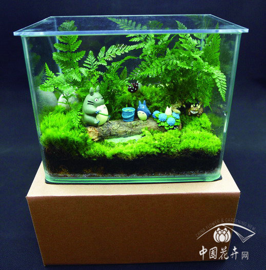 盆景 苔蘚 植物