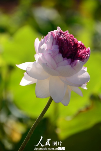 荷花 上海 基地