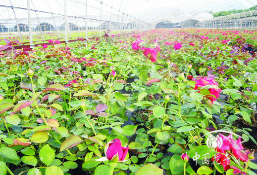 月季 盆栽 養(yǎng)護(hù)