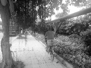 綠化樹“胡須”太長了