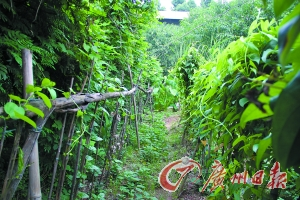 一對老夫妻把一片面積有幾百平方米的公共綠化帶改成“田園”。