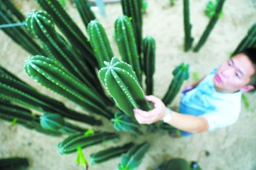 洛陽首家珍稀植物館