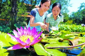 景山公園 盆景 荷花