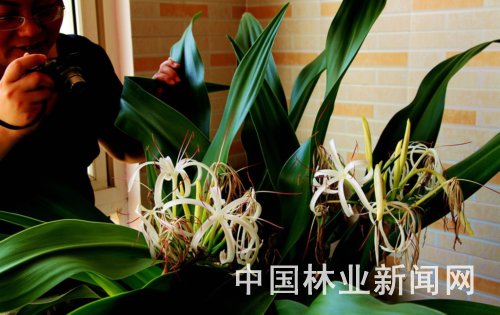 文殊蘭 花卉 養(yǎng)護