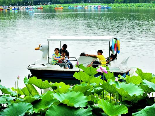 武漢 荷花 花卉