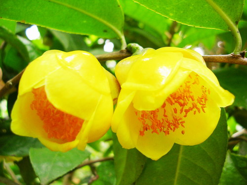 華南植物園 金花茶 組織培養