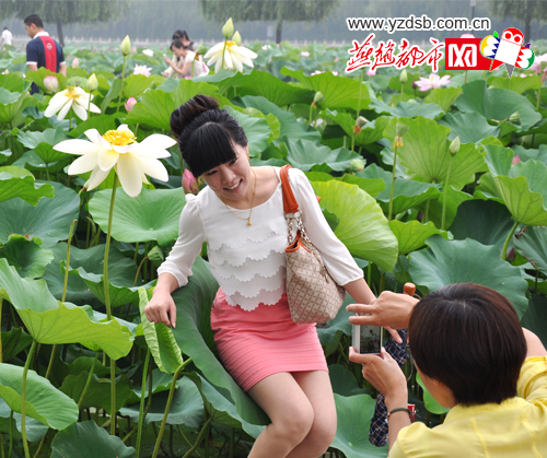 河北 荷花 南戴河