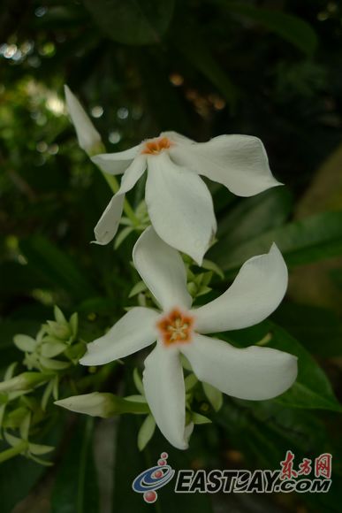 上海植物園海芒果熱烈開放