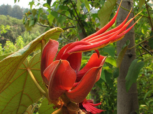 奇葩花卉之?dāng)M態(tài)系列——惡魔之手