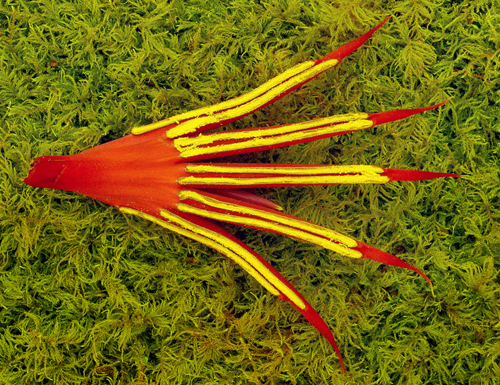 奇葩花卉之?dāng)M態(tài)系列——惡魔之手