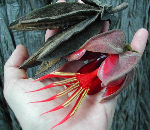 奇葩花卉之?dāng)M態(tài)系列——惡魔之手