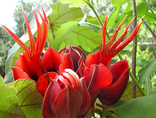 奇葩花卉之擬態系列——惡魔之手