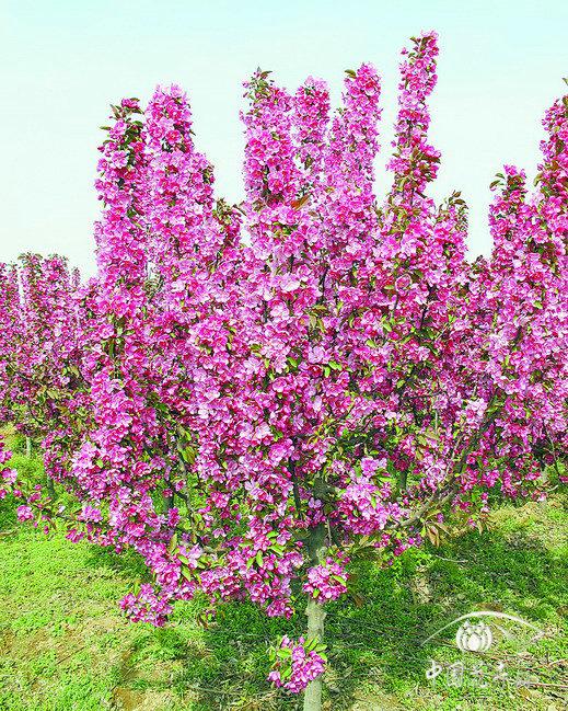 海棠 花卉 植物