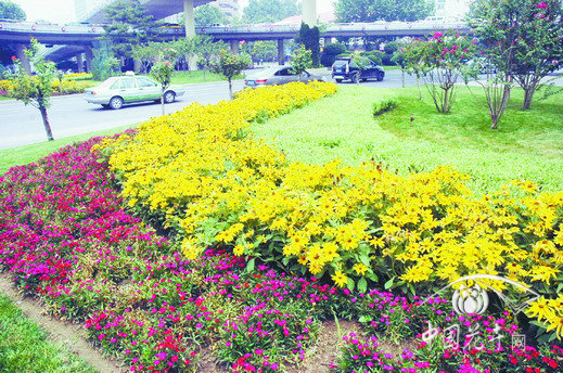 草花 綠化 植物
