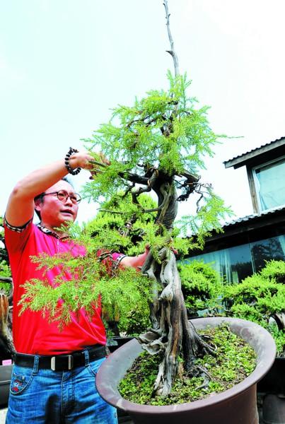 沈柏平 盆景 植物