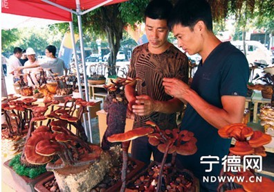 福建 靈芝 盆景