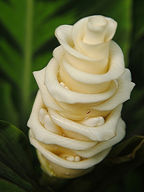 瓦氏肖竹芋 花卉 擬態