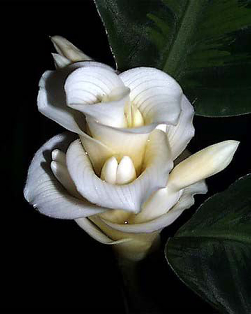 瓦氏肖竹芋 花卉 擬態