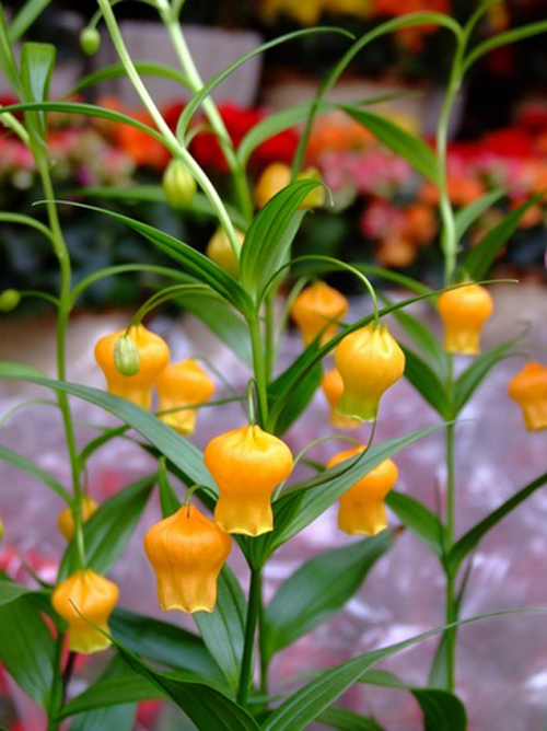 宮燈百合 花卉 百合