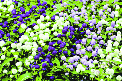 千日紅 草花 品種